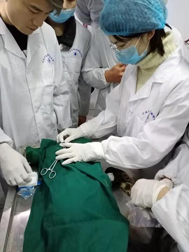 眼睑内翻手术实习
