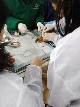 眼结膜瓣遮盖实习
