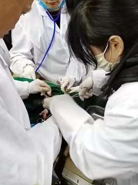 侧切绝育实习