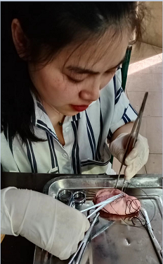 伦勃特氏缝合实习