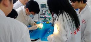 猫侧切实习