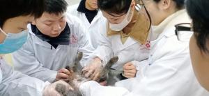 胸导管放置