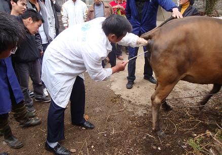 牛人工授精实习操作