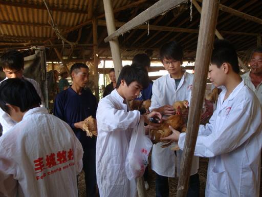 2011秋季牧医（1）班鸡场实践