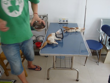 猫病诊断