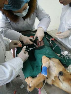 腹腔手术