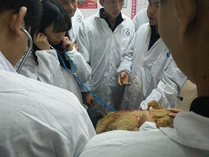 犬心肺听诊