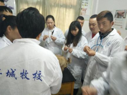 犬脉搏检查