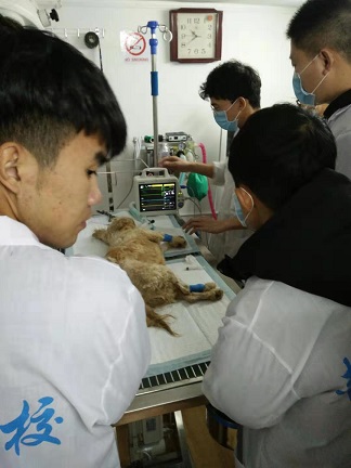 血氧监护实习