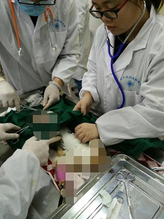 隔疝手术