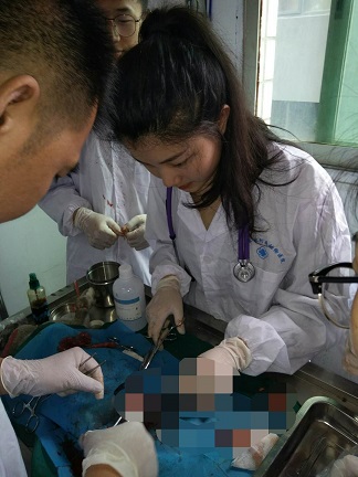 犬子宫蓄脓实操